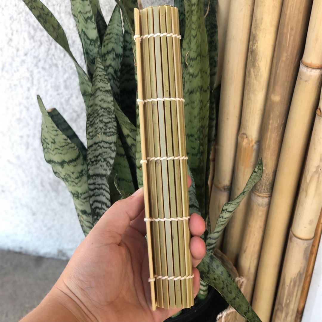A hand holding a rolled bamboo sushi mat in front of a potted snake plant and standing bamboo poles.