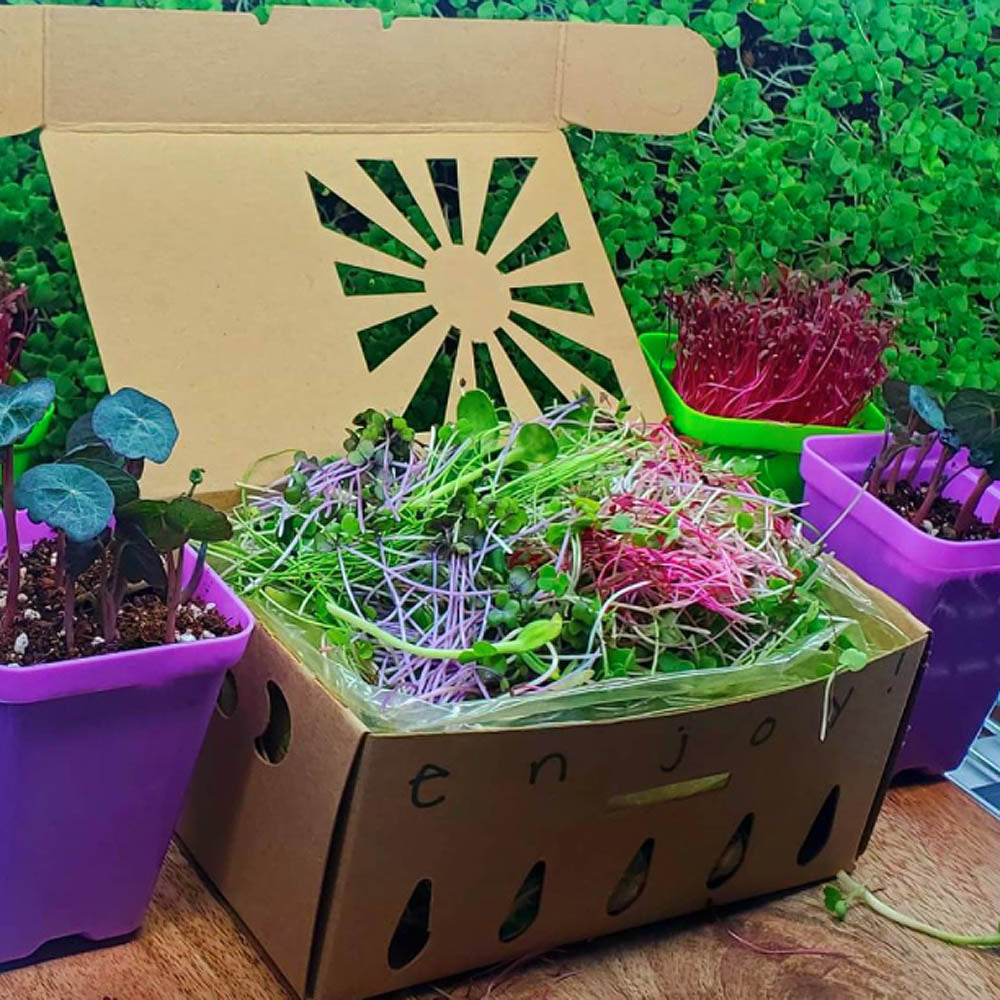 1 Quart Kraft Produce Container | Vented | Compostable & Recyclable