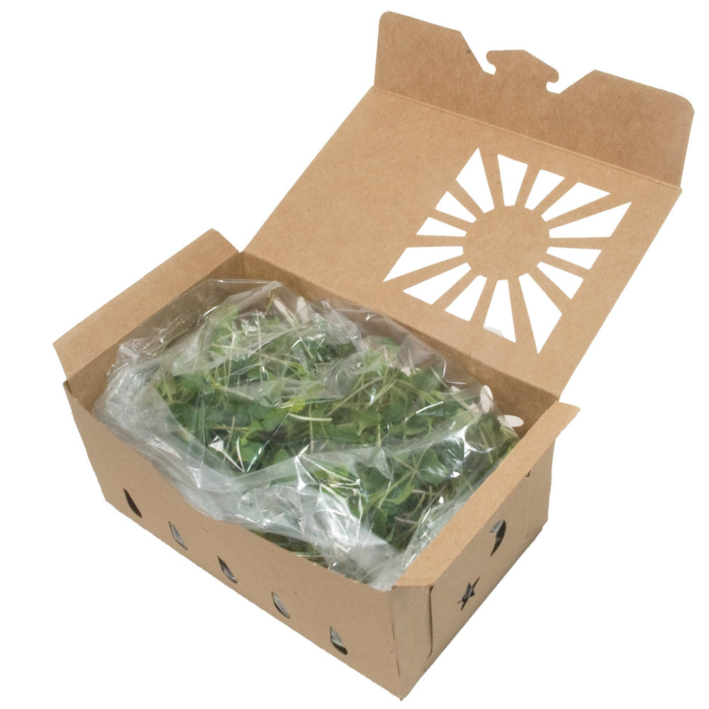 1 Quart Kraft Produce Container | Vented | Compostable & Recyclable