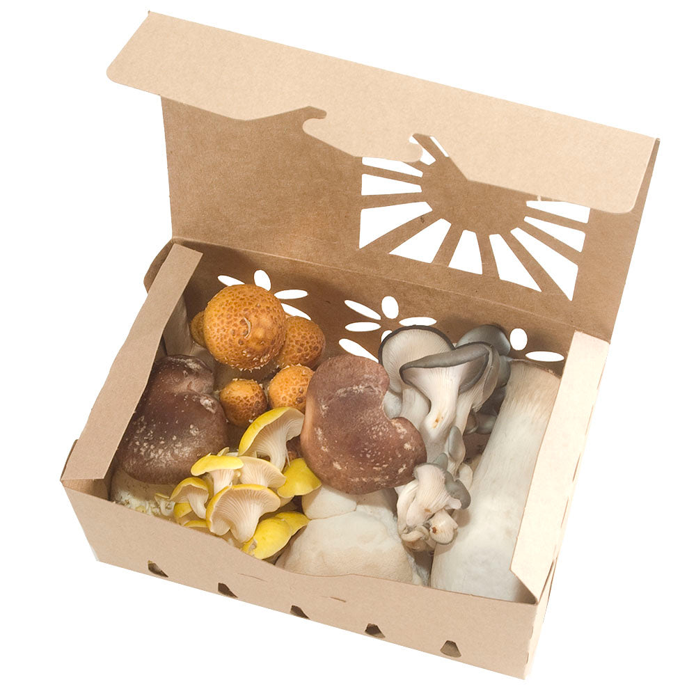 1 Quart Kraft Produce Container | Vented | Compostable & Recyclable