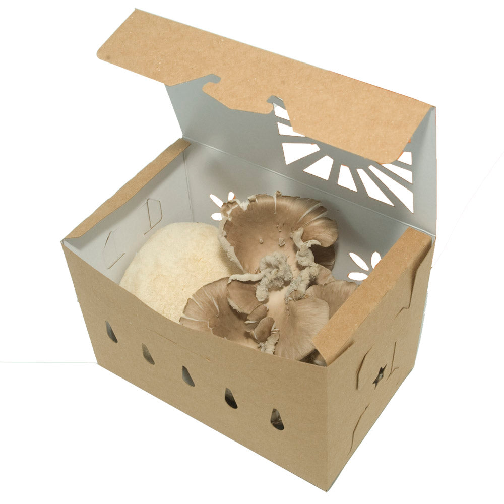 1.5 Tall Quart Kraft Produce Container | Reversible & Vented | Compostable & Recyclable